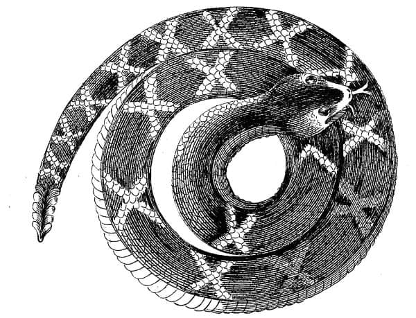 Rattlesnake